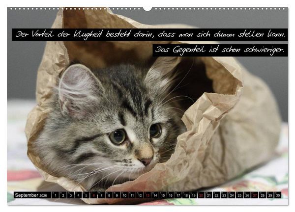 Produktbild: Der "philosophische" Katzenkalender 2026 (hochwertiger Premium Wandkalender 2026 DIN A2 quer), Kunstdruck in Hochglanz