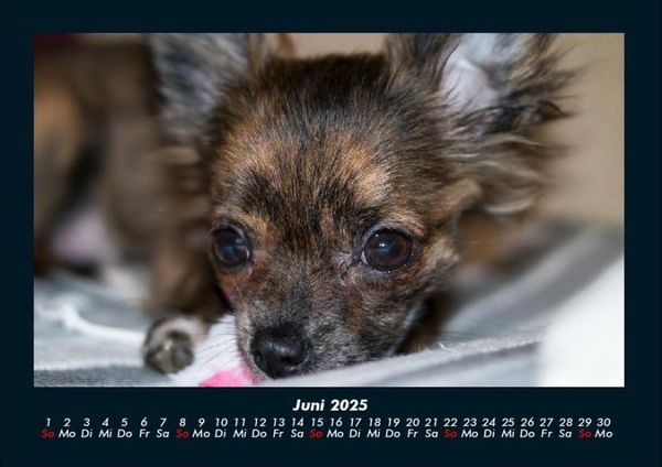 Produktbild: Hunde 2025 Fotokalender DIN A4