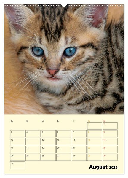 Produktbild: K&auml;tzchen - Theater (Wandkalender 2026 DIN A2 hoch), CALVENDO Monatskalender