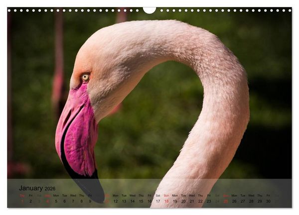 Produktbild: Flamingos Think pink (Wall Calendar 2026 DIN A3 landscape), CALVENDO 12 Month Wall Calendar