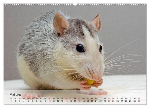 Produktbild: Ratten - Gelehrige Haustiere (Wandkalender 2026 DIN A2 quer), CALVENDO Monatskalender