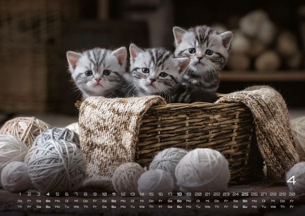 Produktbild: Miau Kids - kleine Tiger ganz gro&szlig; - Der Katzenkalender - 2027 - Kalender DIN A2