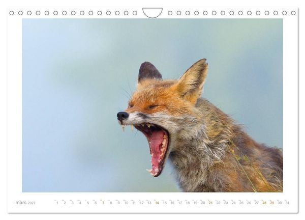 Produktbild: Un an avec le renard roux (Calendrier mural 2027 DIN A4 vertical), CALVENDO calendrier mensuel