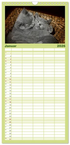 Produktbild: Familienplaner 2026 - B&auml;rige Schmusetiger - Britisch Kurzhaar mit 5 Spalten (Wandkalender, 21 x 45 cm) CALVENDO