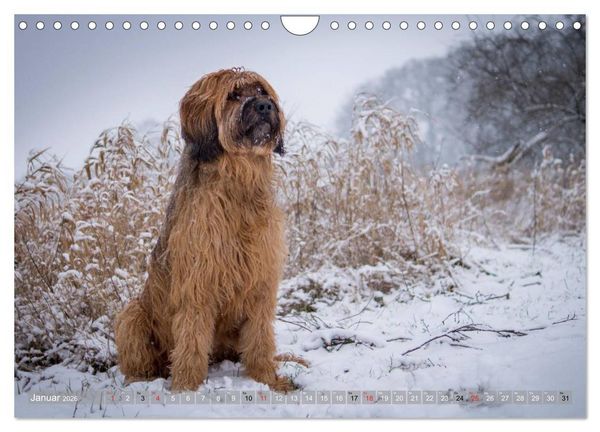 Produktbild: Briards - sanfte Riesen mit Temperament (Wandkalender 2026 DIN A4 quer), CALVENDO Monatskalender