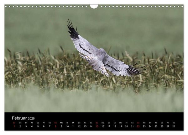 Produktbild: Wiesenweihen in Deutschland (Wandkalender 2026 DIN A3 quer), CALVENDO Monatskalender