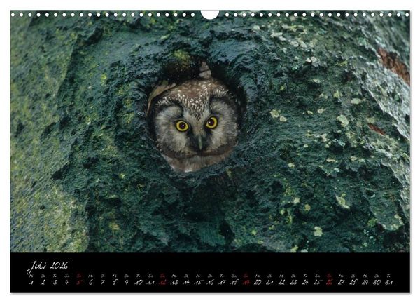 Produktbild: Heimische Eulen und Greife (Wandkalender 2026 DIN A3 quer), CALVENDO Monatskalender