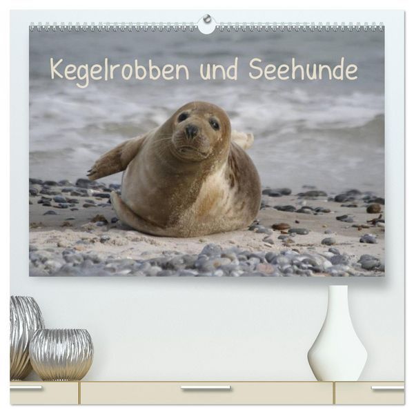 Produktbild: Kegelrobben und Seehunde (hochwertiger Premium Wandkalender 2026 DIN A2 quer), Kunstdruck in Hochglanz