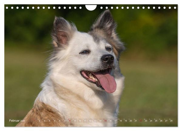 Produktbild: Islandhunde im Portrait (Wandkalender 2026 DIN A4 quer), CALVENDO Monatskalender