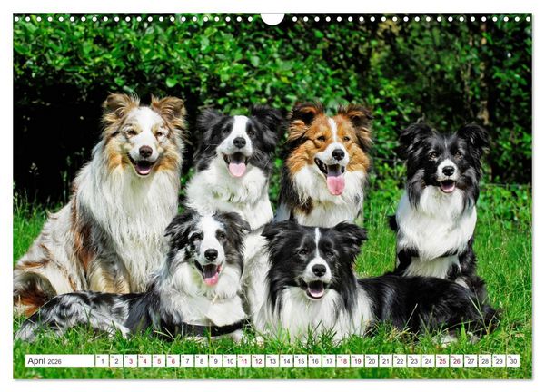 Produktbild: Border Collie - Das Universalgenie unter den Hunden (Wandkalender 2026 DIN A3 quer), CALVENDO Monatskalender