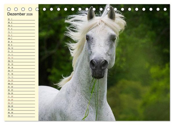 Produktbild: Traumpferd Lipizzaner (Tischkalender 2026 DIN A5 quer), CALVENDO Monatskalender