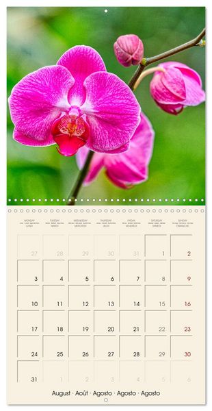 Produktbild: Butterfly orchids in high fidelity (Wall Calendar 2026 12 &times; 12 Inch) CALVENDO 12 Month Wall Calendar