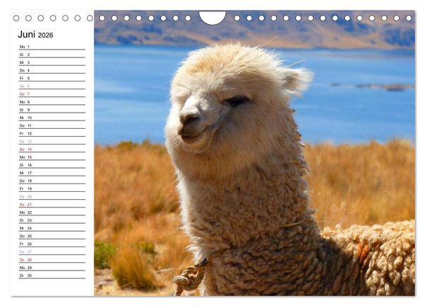 Produktbild: Alpakas und Lamas (Wandkalender 2026 DIN A4 quer), CALVENDO Monatskalender