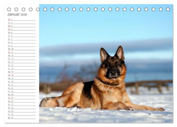 Produktbild: Deutsche Sch&auml;ferhunde Seelentr&ouml;ster (Tischkalender 2026 DIN A5 quer), CALVENDO Monatskalender