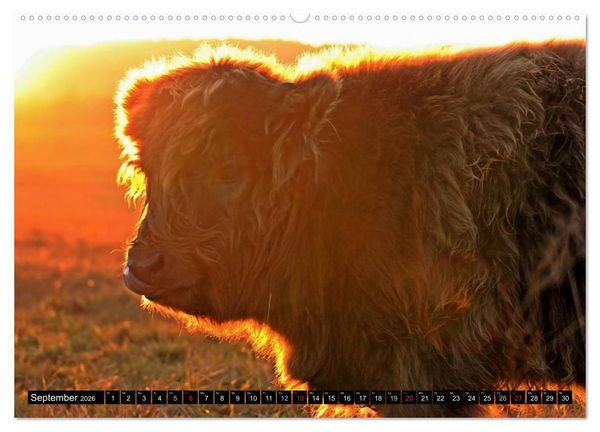Produktbild: Das Schottische Hochlandrind (hochwertiger Premium Wandkalender 2026 DIN A2 quer), Kunstdruck in Hochglanz