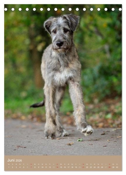 Produktbild: Hundekinder (Tischkalender 2026 DIN A5 hoch), CALVENDO Monatskalender