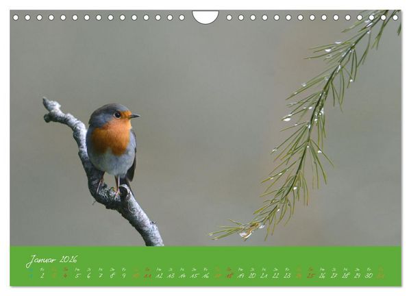 Produktbild: Das Rotkehlchen singt uns ein Lied (Wandkalender 2026 DIN A4 quer), CALVENDO Monatskalender