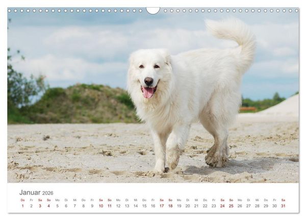 Produktbild: Pyren&auml;enberghunde (Wandkalender 2026 DIN A3 quer), CALVENDO Monatskalender