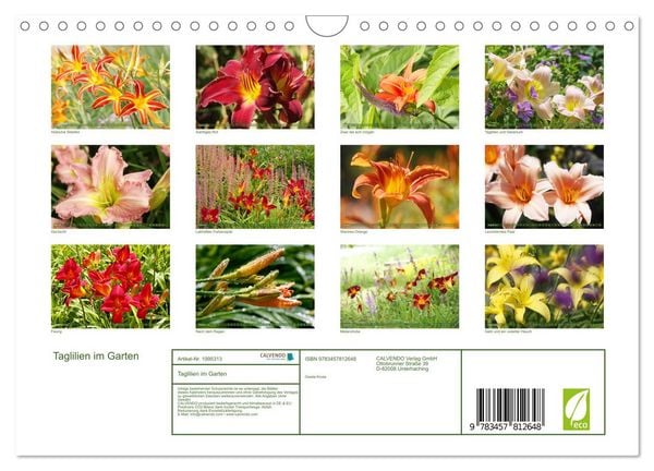 Produktbild: Taglilien im Garten (Wandkalender 2026 DIN A4 quer), CALVENDO Monatskalender