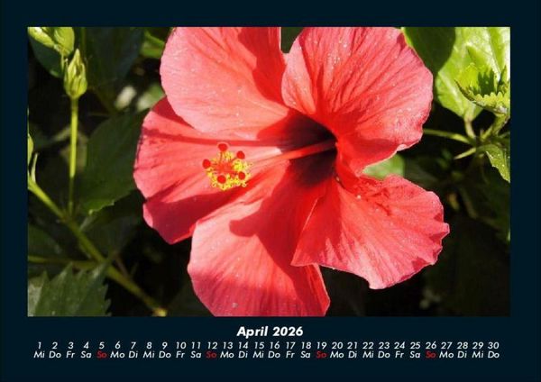 Produktbild: Blumenkalender 2026 Fotokalender DIN A4