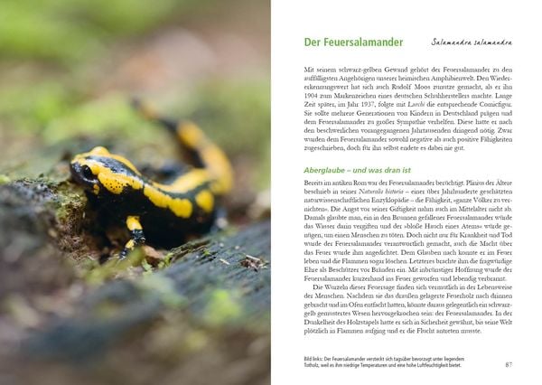 Produktbild: Wunderwelt Totholz