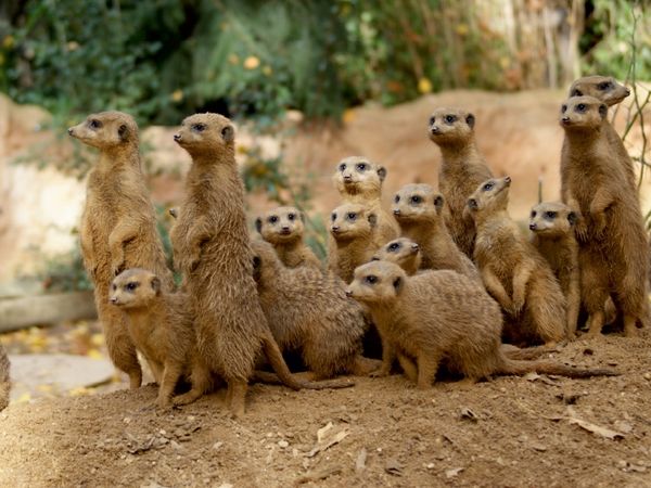 Produktbild: CALVENDO Puzzle Ein Motiv aus dem Kalender Erdm&auml;nnchen - Zusammen sind wir stark / CH-Version | 1000 Teile Lege-Gr&ouml;&szlig;e 64x48cm Foto-Puzzle f&uuml;r gl&uuml;ckliche Stunden
