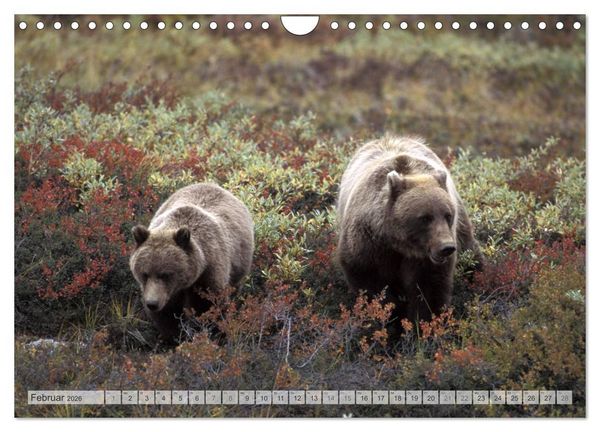 Produktbild: Wildes Alaska Christian Heeb (Wandkalender 2026 DIN A4 quer), CALVENDO Monatskalender