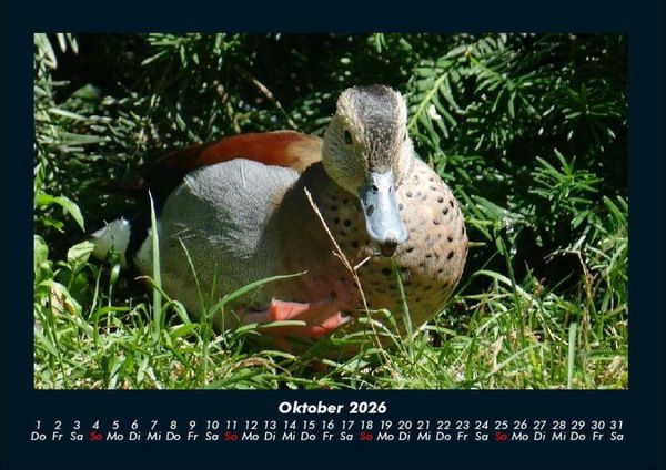 Produktbild: V&ouml;gel 2026 Fotokalender DIN A4