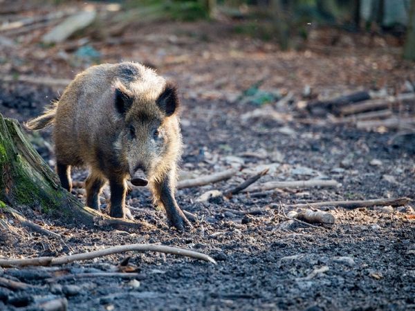 Produktbild: Wildschwein (Puzzle)