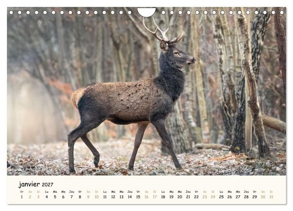 Produktbild: Les murmures de la for&ecirc;t - Regards d'animaux (Calendrier mural 2027 DIN A4 vertical), CALVENDO calendrier mensuel