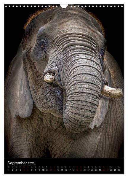 Produktbild: Portraits of Animals (Wandkalender 2026 DIN A3 hoch), CALVENDO Monatskalender