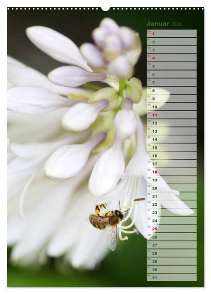 Produktbild: Hostas Herzblattlilien Funkien (Wandkalender 2026 DIN A2 hoch), CALVENDO Monatskalender