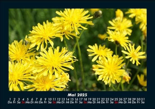 Produktbild: Blumenzauber 2025 Fotokalender DIN A5