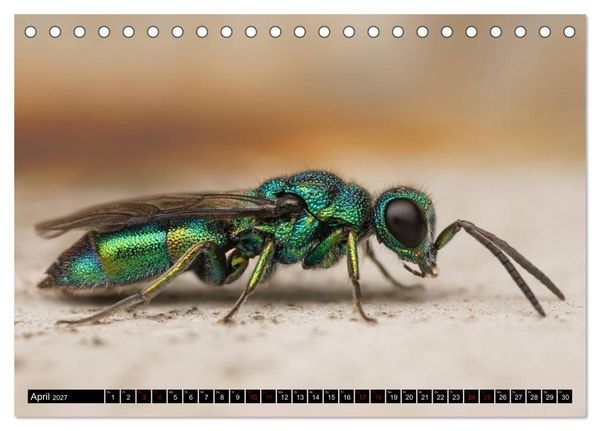 Produktbild: Faszination Makrofotografie: Wespen und Bienen (Tischkalender 2027 DIN A5 quer), CALVENDO Monatskalender
