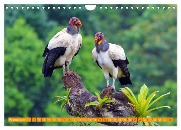 Produktbild: Wildes Costa Rica (Wandkalender 2026 DIN A4 quer), CALVENDO Monatskalender