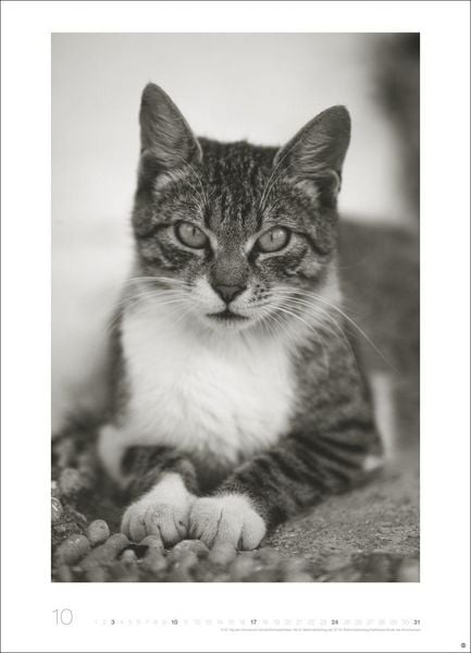 Produktbild: Cats Edition Kalender 2027