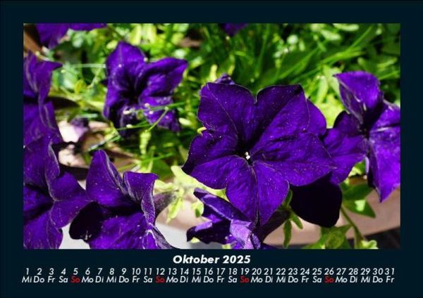 Produktbild: Blumenzauber 2025 Fotokalender DIN A5