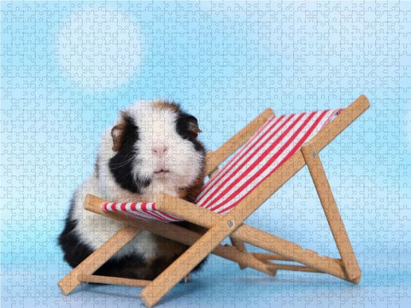 Produktbild: CALVENDO Puzzle Meerschweinchen 1000 Teile Lege-Gr&ouml;&szlig;e 64 x 48 cm Foto-Puzzle Bild von Jeanette Hutfluss