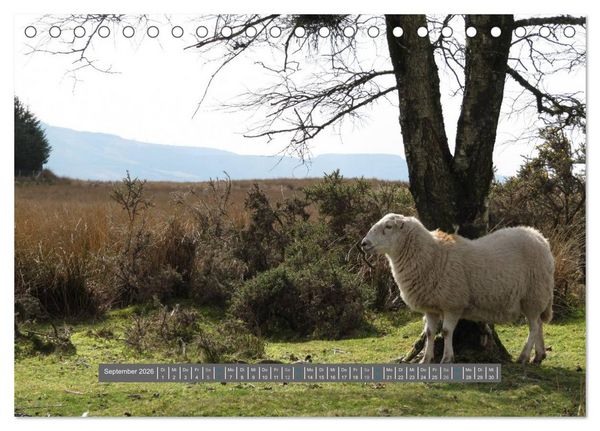 Produktbild: Schottlands Highland Schafe (Tischkalender 2026 DIN A5 quer), CALVENDO Monatskalender