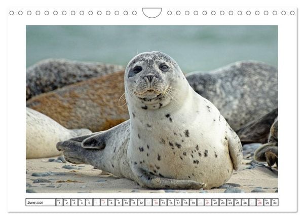 Produktbild: Seals on the Beach (Wall Calendar 2026 DIN A4 landscape), CALVENDO 12 Month Wall Calendar