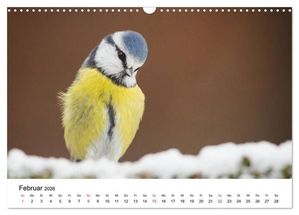 Produktbild: Unsere heimische Tierwelt (Wandkalender 2026 DIN A3 quer), CALVENDO Monatskalender