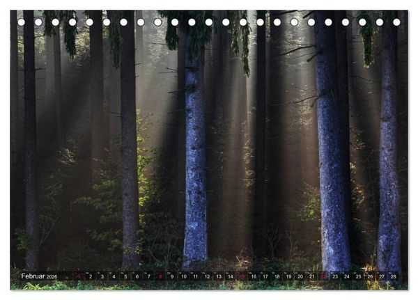 Produktbild: Erleuchtung im Wald (Tischkalender 2026 DIN A5 quer), CALVENDO Monatskalender