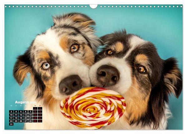 Produktbild: S&uuml;&szlig;e Schnauzen (Wandkalender 2026 DIN A3 quer), CALVENDO Monatskalender