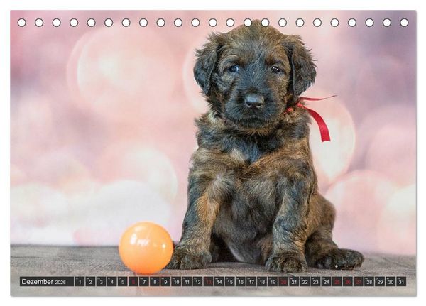 Produktbild: Briard-Welpen - Knuddelb&auml;ren zum Verlieben (Tischkalender 2026 DIN A5 quer), CALVENDO Monatskalender