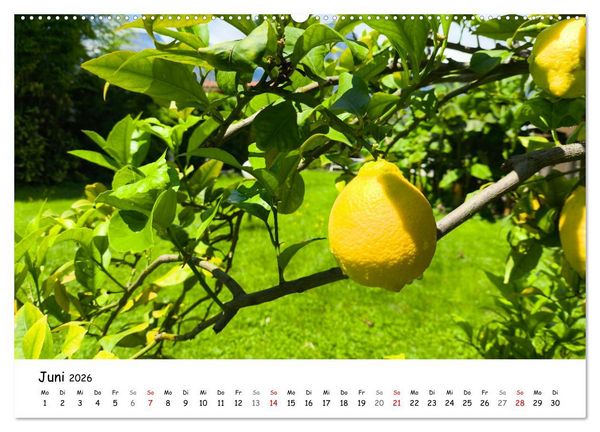 Produktbild: Limone sul Garda - Die Heimat der Zitrone am Gardasee (hochwertiger Premium Wandkalender 2026 DIN A2 quer), Kunstdruck in Hochglanz