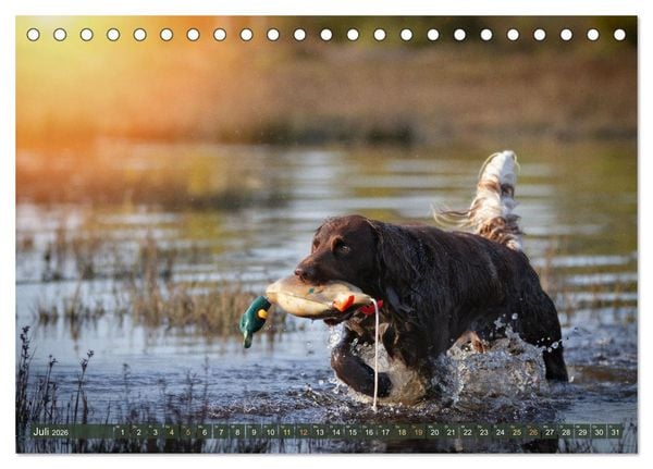 Produktbild: Jagdhund im Portrait - Deutsch Langhaar (Tischkalender 2026 DIN A5 quer), CALVENDO Monatskalender