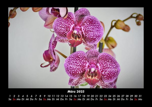 Produktbild: Blumentr&auml;ume 2025 Fotokalender DIN A3