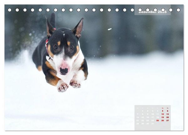 Produktbild: Bullterrier 2026 Frech und fr&ouml;hlich durch das Jahr (Tischkalender 2026 DIN A5 quer), CALVENDO Monatskalender