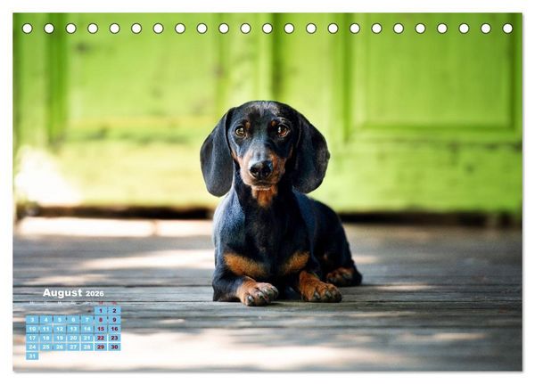Produktbild: Geliebte Dackel (Tischkalender 2026 DIN A5 quer), CALVENDO Monatskalender