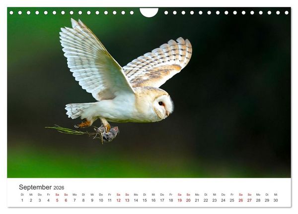 Produktbild: Eulen - Wachsame und geheimnisvolle Augen (Wandkalender 2026 DIN A4 quer), CALVENDO Monatskalender